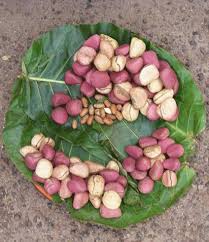 Image result for Cola mossambicensis