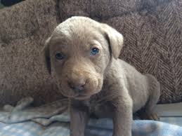 Awesome yellow labrador retriever puppies. Labrador Retriever Puppies For Sale Filion Mi 265771