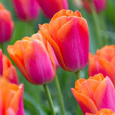 Buy Tulip Orange Dynasty J Parkers Dutch Bulbs Flower Aesthetic Spring Flowers Orange Tulips