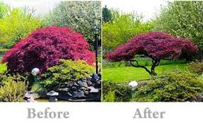 Dwarf japanese maple trees reach mature heights of as little as 6 feet tall. Pruning Your Japanese Maple Japanese Maple Tree Landscape Pruning Japanese Maples Japanese Maple Tree