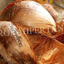 Untuk mengolah sabut kelapa pun dibutuhkan mesin khusus supaya dapat menjadi bahan yang. Sabut Kelapa In English