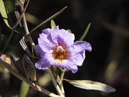 Image result for Petalidium englerianum