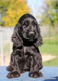 Pin On Spaniel Puppies