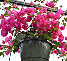Heat tolerant flowers for hanging baskets. Top Hanging Baskets For Full Sun Fairview Garden Center