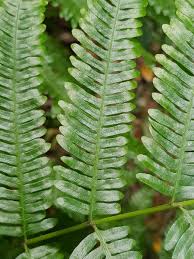 Image result for Pteris friesii