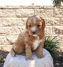 Find bernedoodle puppies in canada | visit kijiji classifieds to buy, sell, or trade almost anything! Aston F1b Mini Bernedoodle Puppy For Sale In Elizabethville Pa Happy Valentines Day Happyvalentinesday2016i
