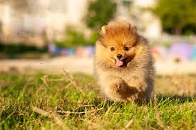 And why am i petting it? Marshmallow Pomeranian Fluffy Dogs Cuteanimals