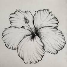 Flowers Drawing In 2020 Easy Flower Drawings Flower Sketches Flower Drawing