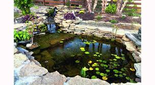 Ce grand bassin de jardin, situé dans un très grand cimetière militaire américain à romagne sous. Poissons Bassin Pourquoi En Adopter Les Avantages Des Poissons