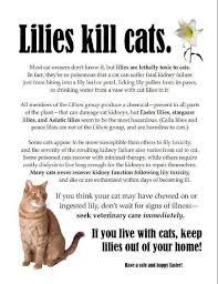Pin By Emerald Bixby On Pets Protection Animals Associations Cats Cat Care Cat Care Tips