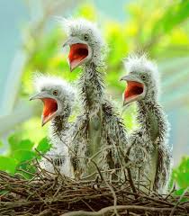 Bird Watching In Taiwan Funny Birds Beautiful Birds Pet Birds