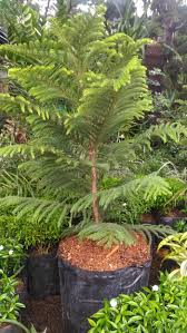 See full list on fredikurniawan.com Cemara Norfolk Lazada Indonesia