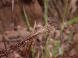 Image result for Aristida adscensionis
