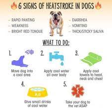 Heat Stroke Can Kill Your Pet Know The Signs Village Veterinary Centre