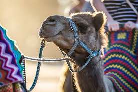 A camel can go a week or more without water, and they can last for several months without food. Chinchilla Blog Travel Information Kings Park Accommodation