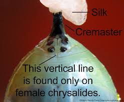 How can you tell if a caterpillar is a male or female? Pupa Chrysalis Marty Nevils Davis Photography Butterflies