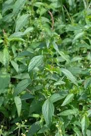 Image result for Acalypha lanceolata