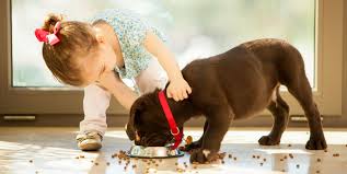 Family bred puppies finds your perfect puppy match. 20 Best Dog Breeds For Kids Good Family Dogs