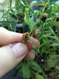 Maybe you would like to learn more about one of these? Harvesting Snapdragon Seeds Apartment Gardening
