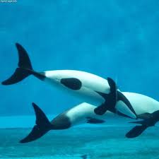 Commerson S Dolphin Cephalorhynchus Commersonii Lacepede 1804 By Opencage 2015 03 03 Animals Beautiful Ocean Mammal Animals Wild