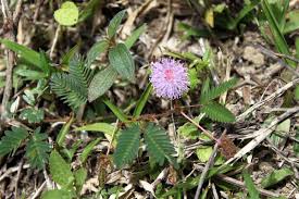 Semalu lebih menggemari kawasan yang agak terdedah kepada sinaran matahari. Category Mimosa Pudica Wikimedia Commons
