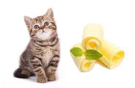 Summer brings out the smoothie lover in me. Can Cats Eat Butter What You Need To Know