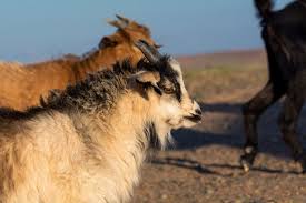 The production varies from herd to herd, with the most productive herds averaging 250 grams at a diameter of 15 μm. Cashmere Goats In Mongolia Free Stock Photo Libreshot