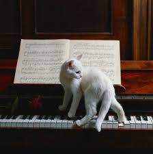 rapper or singer buy and download your instrumental music beats for your album single kubbzmuzik ar photographie de chat comportement chat j aime les chats