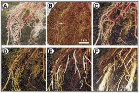 Image result for Craterostigma