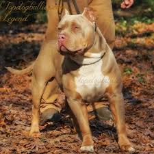 Pin On Pit Bull Terrier