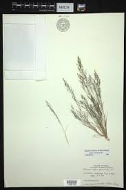 Image result for Aristida bipartita