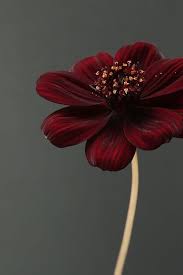 We did not find results for: Chocolate Cosmos Flower By Alyson Fennell Chocolate Cosmos Flower Chocolate Cosmos Beautiful Rose Flowers
