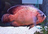 You'll receive email and feed alerts when new items arrive. Oscar Fish Oscar Fishes Suppliers Oscar Fish Manufacturers Wholesalers
