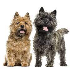 Although the breed had existed long before, the name cairn terrier was a compromise suggestion after the breed originally was b. Cairn Terrier A Toto Ly Awesome Dog Breed