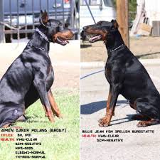 8 doberman pinscher puppies these beautiful doberman puppies was born on 10/05/21 and will be ready to go to their forever homes on the 05/07/21. All 100 Working Line European European Doberman Stud Facebook