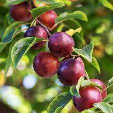It gives you larger, firmer plums that are delicious and juicy, perfect for enjoying directly from the branches. Satsuma Plum Trees For Sale Fastgrowingtrees Com