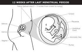 Is travel safe during pregnancy? What Happens At 3 Months Of Pregnancy 12 Weeks Pregnant