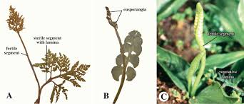 Image result for Ophioglossaceae