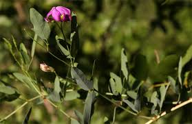 Image result for Otoptera