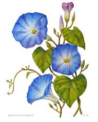 Morning Glory Print Blue Flowers Botanical Floral Art By Janet Etsy In 2020 Botanical Floral Art Floral Painting Floral Art