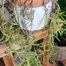 Image result for Othonna carnosa