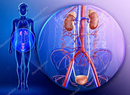 Ilustracion Del Sistema Urinario Masculino In 2020 Plexus Products Bladder Autonomic Nervous System Dysfunction