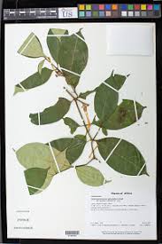 Image result for Tabernaemontana eglandulosa