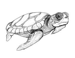 Easy turtle designs heser vtngcf org. Baby Green Sea Turtle Drawing Novocom Top