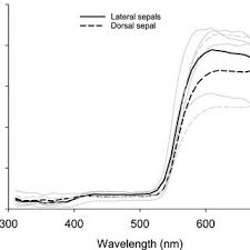Image result for Platycoryne mediocris