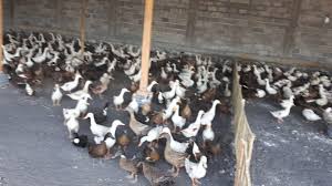 Jual dod bebek hibrida dan peking. Bebek Siap Telur Hibrida Peking 0813 3089 0255