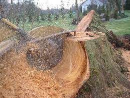 For Expert Tree Care And Removal Call The Professionals At Action Tree Service In San Antonio As Certified Arborist Soil Maintenance An Stump Removal Tree Stump Tree Experts