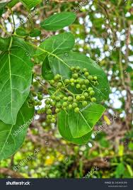 Image result for Premna sp.