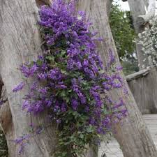 Image result for Hardenbergia comptoniana