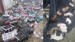 Cin De Canli Hayvanlara Eziyet 5 Bin Hayvan Depoda Olu Olarak Bulundu